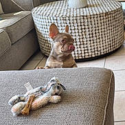 Pepe joined the competition — help win amazing prizes! dog, puppy, french_bulldog, living_room, couch, ottoman, plush_toy, bone, pet, indoor, curious, tongue_out, furniture, carpet, window, natural_light, cozy, home, pet_toy, tile_floor