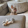dog, puppy, french_bulldog, living_room, couch, ottoman, plush_toy, bone, pet, indoor, curious, tongue_out, furniture, carpet, window, natural_light, cozy, home, pet_toy, tile_floor