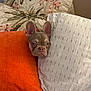 Pepe joined the competition — help win amazing prizes! dog, bed, pillow, cushion, fabric, indoor, pet, french_bulldog, face, ears, resting, cute, animal, home, comfort, patterned, sleeping_area, decor, closeup, expression