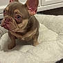 Pepe is registered to the contest to win money with this photo: french_bulldog, puppy, dog, pet, bed, fluffy, indoor, cute, animal, small_dog, wrinkled_face, ears, looking_up, floor, domestic, companion, young_dog, adorable, canine, mammal