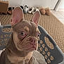french_bulldog, puppy, dog, laundry_basket, indoor, carpet, shoes, slippers, curious, ears, pet, animal, light_brown, white, floor, home, cute, looking, closeup, young