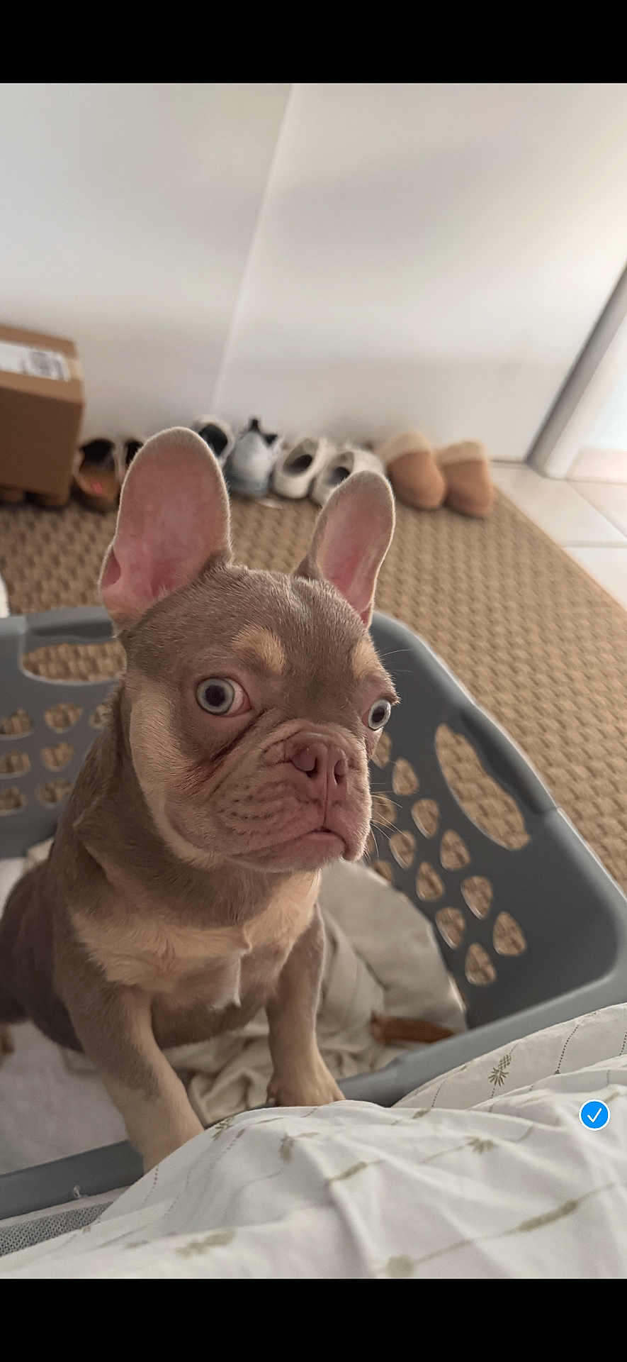 Pepe joined the competition — help win amazing prizes! french_bulldog, puppy, dog, laundry_basket, indoor, carpet, shoes, slippers, curious, ears, pet, animal, light_brown, white, floor, home, cute, looking, closeup, young