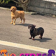 Angelo a rejoint le concours — aidez-le/la à gagner de superbes lots ! dog, two_dogs, golden_dog, black_dog, dachshund, asphalt, outdoor, tree, fence, sunlight, shadow, pet, canine, animal, standing, daytime, no_stress_text, text_overlay, pavement, nature