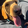Angelo participe au concours pour gagner de l'argent avec cette photo : dog, close_up, tongue_out, sunlight, car_interior, pet, canine, happy, nose, fur, animal, companion, domestic_animal, portrait, warm_light, indoor, seat, human_hand, shadow, relaxation