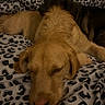 Angelo participe au concours pour gagner de l'argent avec cette photo : dog, sleeping, resting, bed, blanket, leopard_print, cozy, two_dogs, animal, pet, fur, snuggling, comfort, indoor, brown_dog, black_dog, close_up, cute, relaxed, companionship