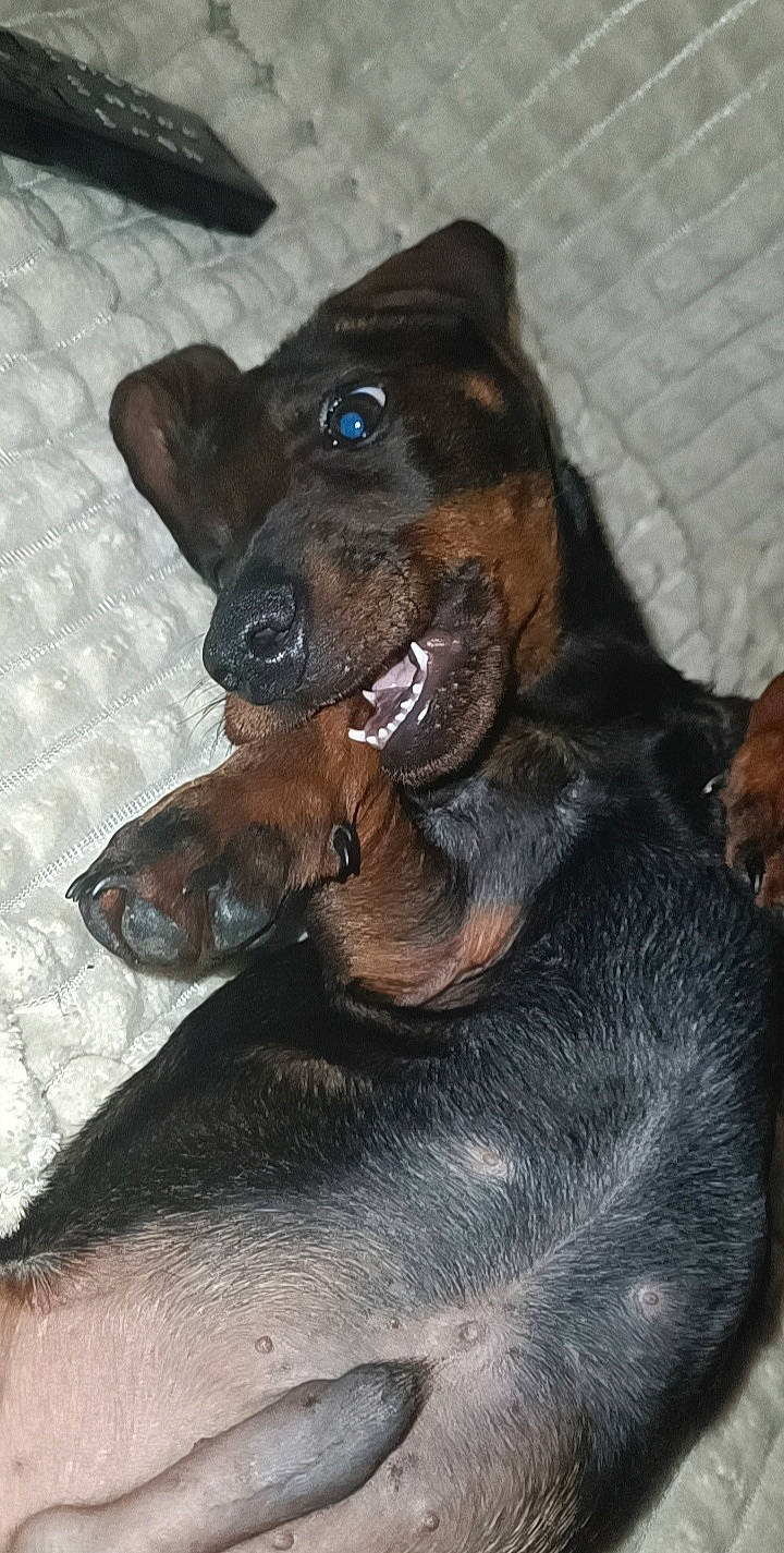 Tinou participe au concours pour gagner de l'argent avec cette photo : canidae, carnivore, collar, companion_dog, dog, dog_breed, dog_supply, ear, fawn, fur, guard_dog, hunting_dog, liver, pet_supply, snout, sporting_group, terrestrial_animal, whiskers, working_animal, working_dog