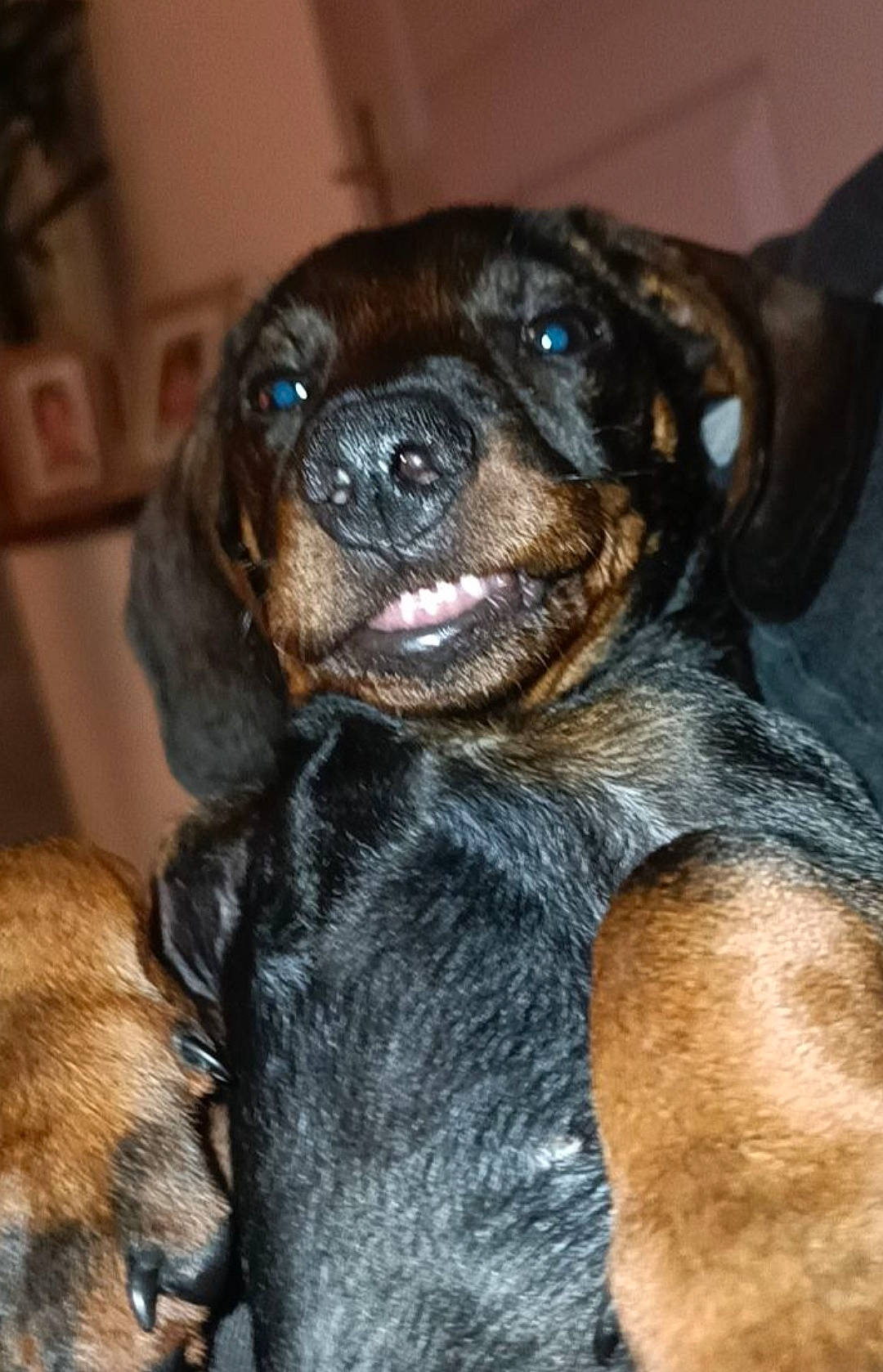 Tinou a rejoint le concours — aidez-le/la à gagner de superbes lots ! canidae, carnivore, companion_dog, dog, dog_breed, ear, fawn, fur, guard_dog, puppy, snout, sporting_group, terrestrial_animal, whiskers, working_animal, working_dog