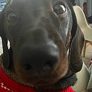 Tinou participe au concours pour gagner de l'argent avec cette photo : dog, dachshund, close_up, red_sweater, indoor, pet, curious, snout, blurry, canine, fur, ears, animal, companion, cute, face, portrait, cozy, home, paw