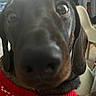 dog, dachshund, close_up, red_sweater, indoor, pet, curious, snout, blurry, canine, fur, ears, animal, companion, cute, face, portrait, cozy, home, paw