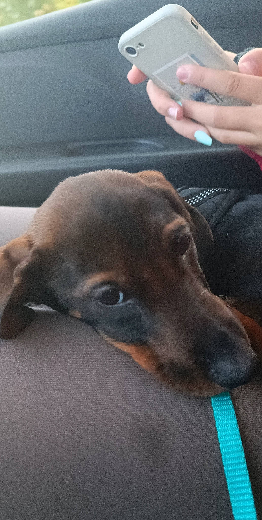 Tinou a rejoint le concours — aidez-le/la à gagner de superbes lots ! canidae, carnivore, collar, comfort, companion_dog, dog, dog_breed, dog_collar, ear, fawn, fur, gesture, guard_dog, liver, nail, snout, sporting_group, thumb, whiskers, working_animal