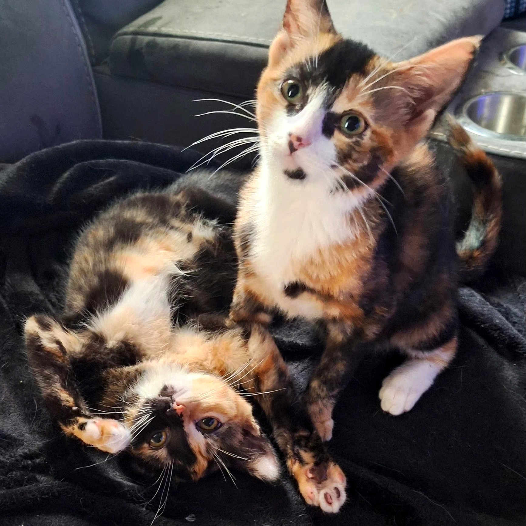 Ellie And Pennie joined the competition — help win amazing prizes! animal, black_blanket, calico, cat, cozy, curious, cute, domestic, eyes, feline, fur, indoor, kitten, paws, pet, playful, resting, two_cats, whiskers, young