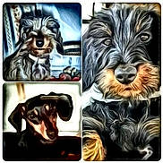 Java a rejoint le concours — aidez-le/la à gagner de superbes lots ! carnivoran, dog, dog_breed, dog_like_mammal, mammal, snout, terrier, vulnerable_native_breeds