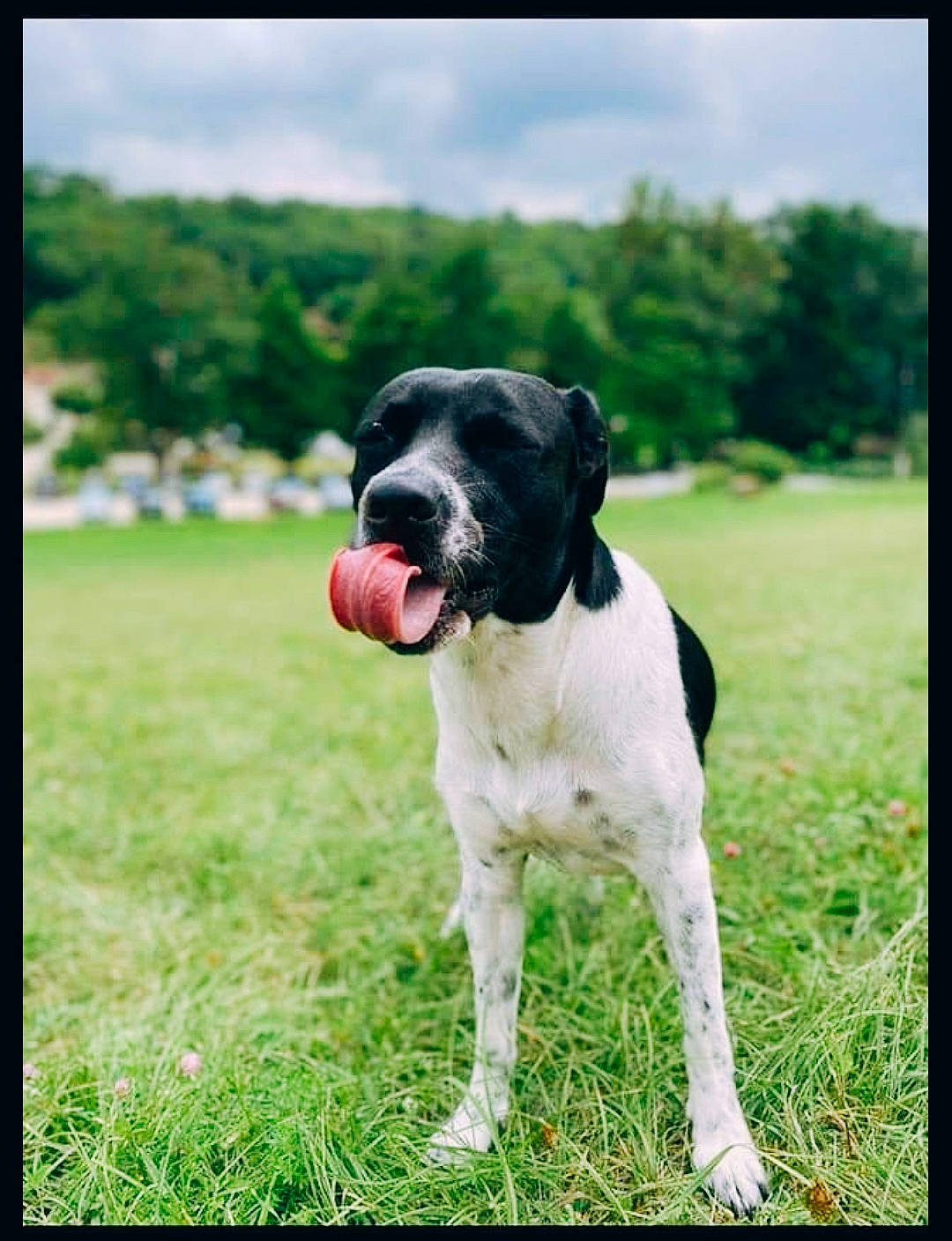 Atyla participe au concours pour gagner de l'argent avec cette photo : canidae, carnivore, cloud, companion_dog, dog, dog_breed, dog_collar, fawn, grass, grassland, gun_dog, happy, lawn, meadow, plant, sky, sporting_group, tail, tree, working_animal