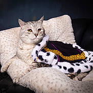 Maisy joined the competition — help win amazing prizes! cat, feline, cushion, plush, blanket, cape, royalty, luxury, fur, seated, portrait, indoor, relaxed, animal, pet, sofa, comfy, cozy, gold, white