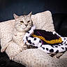 cat, feline, cushion, plush, blanket, cape, royalty, luxury, fur, seated, portrait, indoor, relaxed, animal, pet, sofa, comfy, cozy, gold, white