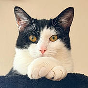 Pierre is registered to the contest to win money with this photo: cat, cat_face, tuxedo_cat, black_and_white, whiskers, golden_eyes, pink_nose, paws, portrait, close_up, pet, feline, indoor, cute, soft_fur, symmetry, curious, looking_at_camera, studio_like, calm