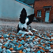 Arrow participe au concours pour gagner de l'argent avec cette photo : black_and_white, brick_house, building, chair, curious, daylight, dog, door, ears, ground, leash, nature, outdoor, pebbles, pinecone, playful, puppy, sky, table, window