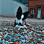 black_and_white, brick_house, building, chair, curious, daylight, dog, door, ears, ground, leash, nature, outdoor, pebbles, pinecone, playful, puppy, sky, table, window