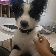 Arrow participe au concours pour gagner de l'argent avec cette photo : puppy, dog, black_and_white, pet, indoor, living_room, television, person_hand, table, window, floor, furniture, collar, ears, face, cute, young_dog, home, cage, tablet