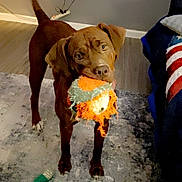 Stella is registered to the contest to win money with this photo: dog, brown_dog, toy, indoor, rug, playful, pet, canine, living_room, chewed_toy, floor, domestic_animal, furniture, couch, animal, tail, looking, pet_toy, play, home