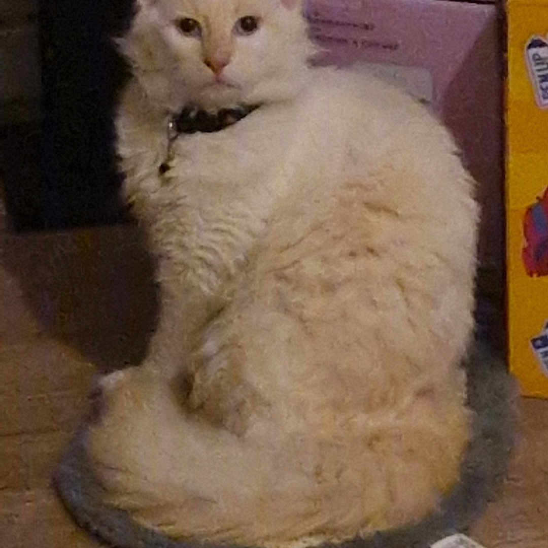 Syan a rejoint le concours — aidez-le/la à gagner de superbes lots ! animal, box, cat, collar, cream_colored, curled_up, cute, domestic, feline, floor, fluffy, fur, household, indoor, mat, pet, quiet, resting, sitting, tail