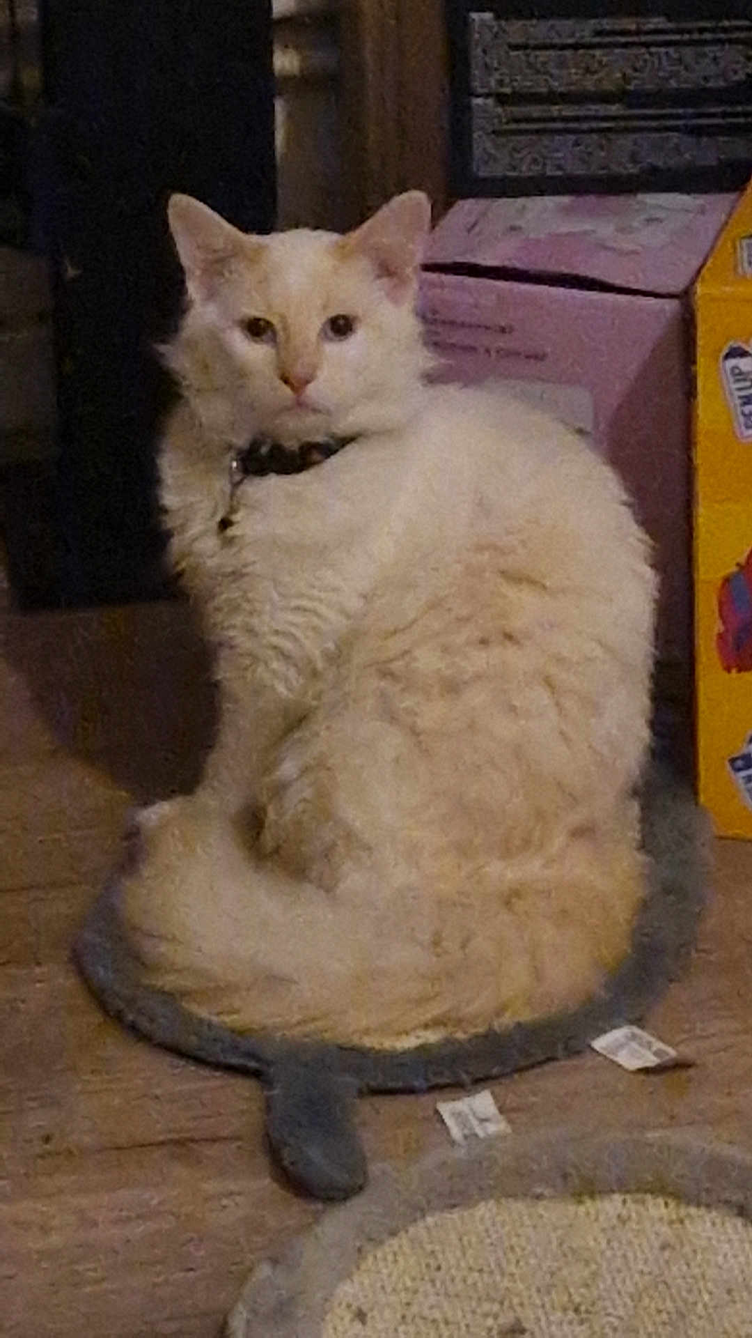 Syan a rejoint le concours — aidez-le/la à gagner de superbes lots ! animal, box, cat, collar, cream_colored, curled_up, cute, domestic, feline, floor, fluffy, fur, household, indoor, mat, pet, quiet, resting, sitting, tail