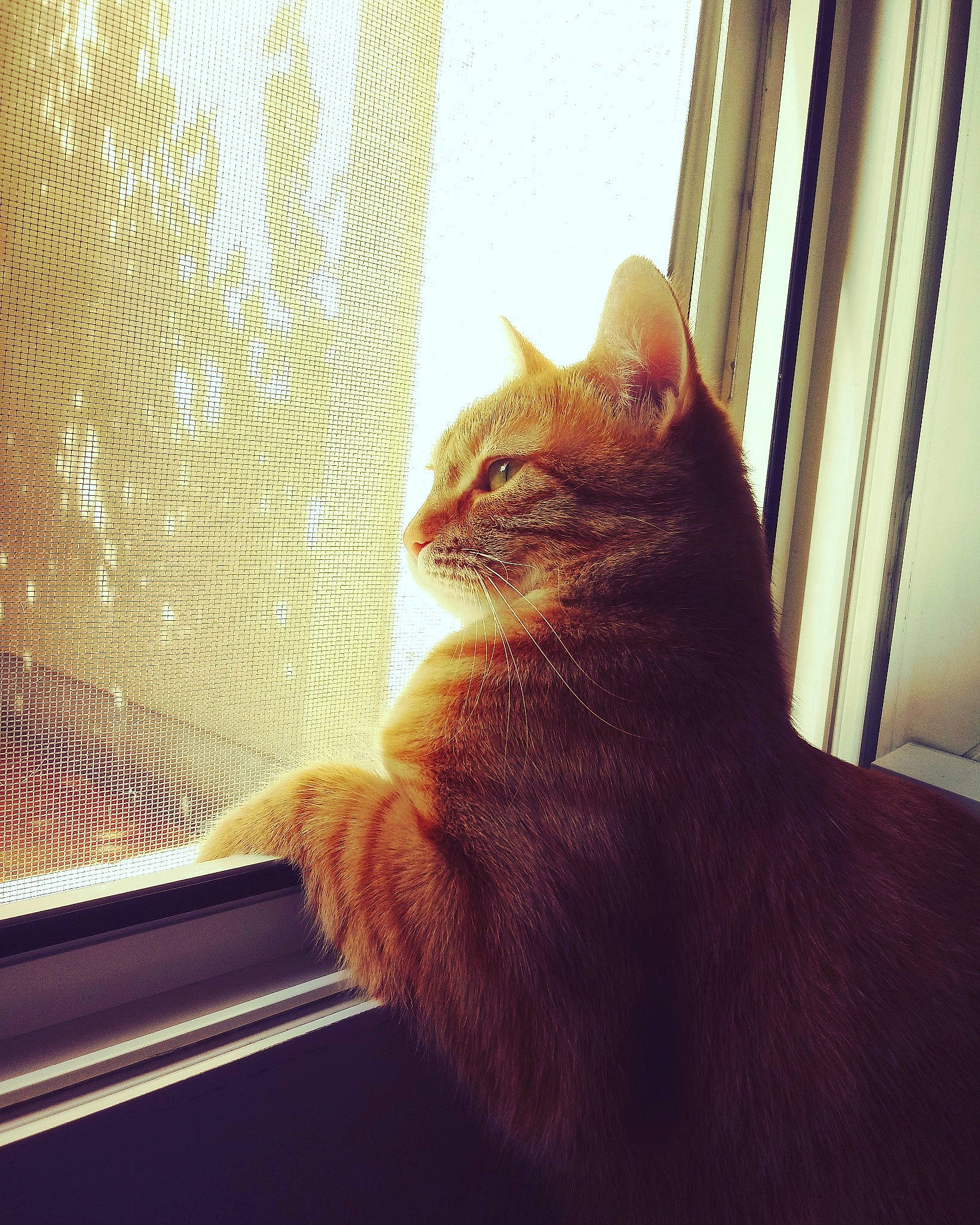 Circe a rejoint le concours — aidez-le/la à gagner de superbes lots ! carnivore, cat, comfort, domestic_short_haired_cat, fawn, felidae, flowerpot, fur, leg, mammal, plant, small_to_medium_sized_cats, snout, sunlight, tail, tints_and_shades, vertebrate, whiskers, window, wood