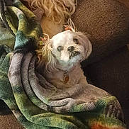 Abby is registered to the contest to win money with this photo: dog, blanket, couch, pet, fur, indoor, cozy, comfort, brown, white, small_dog, curious, snuggled, resting, domestic_animal, furniture, warm, relaxed, cute, animal