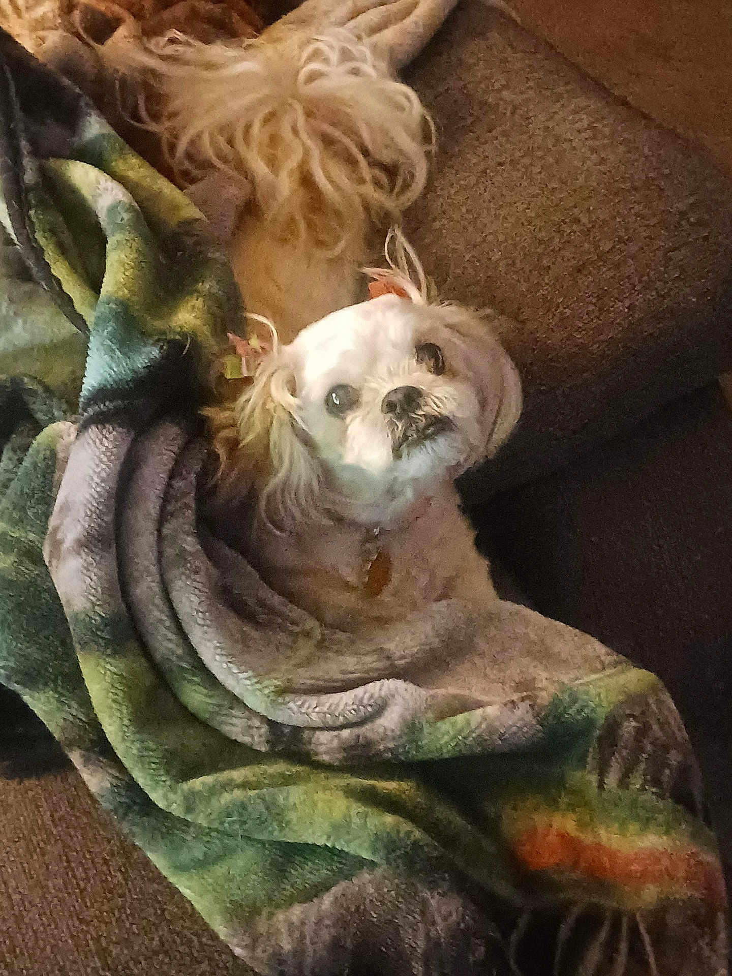 Abby is registered to the contest to win money with this photo: dog, blanket, couch, pet, fur, indoor, cozy, comfort, brown, white, small_dog, curious, snuggled, resting, domestic_animal, furniture, warm, relaxed, cute, animal