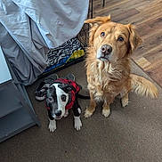 Oreonbear joined the competition — help win amazing prizes! dog, puppy, golden_retriever, black_and_white, red_jacket, pet, carpet, wood_floor, crate, blanket, bedroom, indoor, looking_up, fur, ears, tail, eyes, companion, cute, shoes