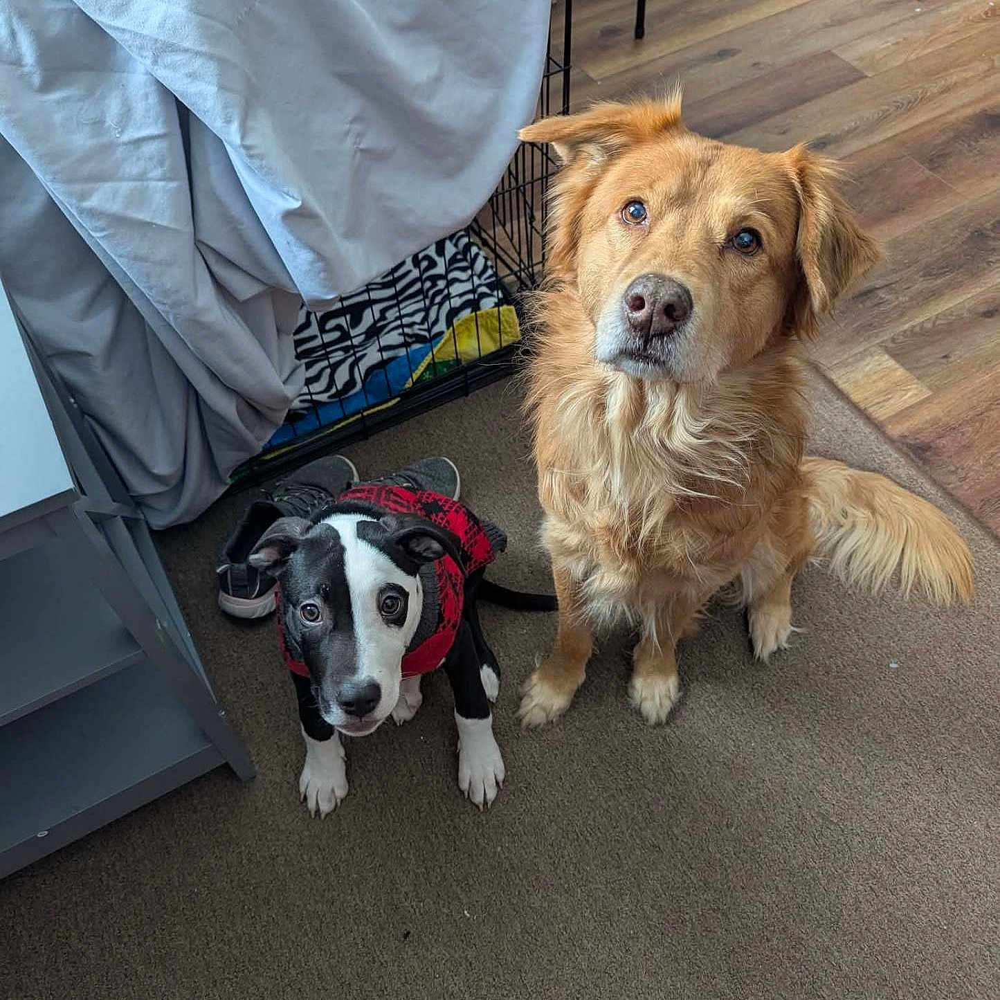 Oreonbear joined the competition — help win amazing prizes! bedroom, black_and_white, blanket, carpet, companion, crate, cute, dog, ears, eyes, fur, golden_retriever, indoor, looking_up, pet, puppy, red_jacket, shoes, tail, wood_floor