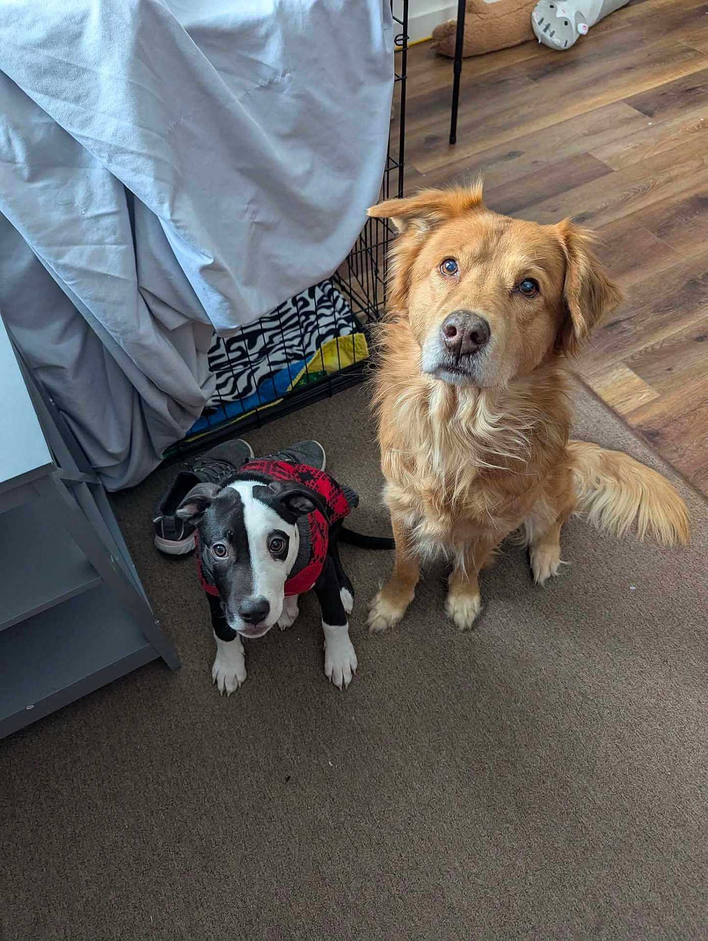 Oreonbear joined the competition — help win amazing prizes! dog, puppy, golden_retriever, black_and_white, red_jacket, pet, carpet, wood_floor, crate, blanket, bedroom, indoor, looking_up, fur, ears, tail, eyes, companion, cute, shoes