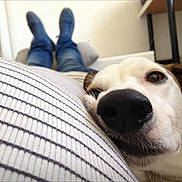 Kenny a rejoint le concours — aidez-le/la à gagner de superbes lots ! dog, canine, pet, animal, face, nose, snout, eyes, portrait, close_up, lying_down, indoor, home, couch, person, legs, socks, relaxed, social_media, screenshot