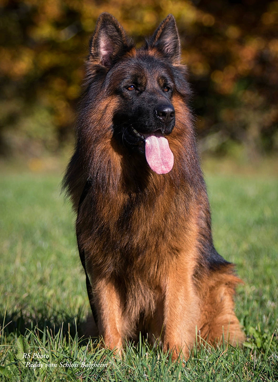 Paddy joined the competition — help win amazing prizes! biting, canidae, carnivore, companion_dog, dog, dog_breed, east_european_shepherd, german_shepherd_dog, grass, herding_dog, king_shepherd, liver, snout, sporting_group, terrestrial_animal, wildlife, working_animal, working_dog