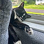 Potato is registered to the contest to win money with this photo: cat, sleeping, black_and_white, couch, window, paw, indoor, sunlight, feline, relaxation, pet, home, resting, cozy, fur, whiskers, suburban, nature, quiet, daylight