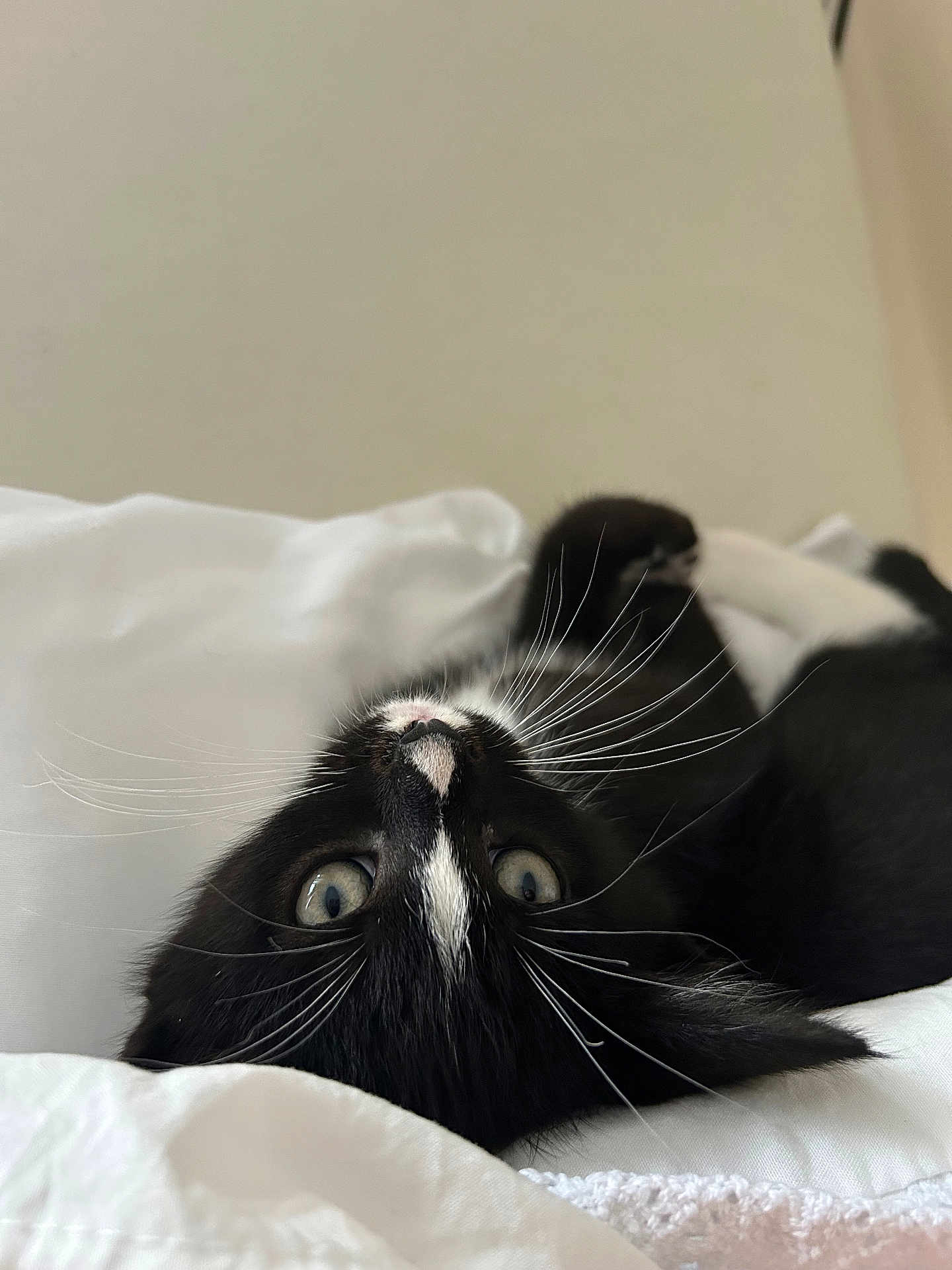 Potato joined the competition — help win amazing prizes! cat, black_and_white, whiskers, eyes, pet, animal, feline, cute, lying_down, bed, blanket, soft, indoor, curious, playful, resting, fur, closeup, portrait, cozy
