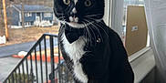Potato is registered to the contest to win money with this photo: cat, black_and_white, tuxedo_cat, bow_tie, windowsill, indoor, pet, animal, curious, whiskers, paws, feline, house, window, daylight, suburban, quiet, looking, sitting, portrait