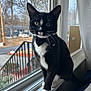 cat, black_and_white, tuxedo_cat, bow_tie, windowsill, indoor, pet, animal, curious, whiskers, paws, feline, house, window, daylight, suburban, quiet, looking, sitting, portrait
