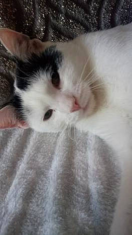 Bucky participe au concours pour gagner de l'argent avec cette photo : aegean_cat, carnivore, cat, european_shorthair, felidae, fur, kitten, nose, polydactyl_cat, ragdoll, small_to_medium_sized_cats, snout, whiskers