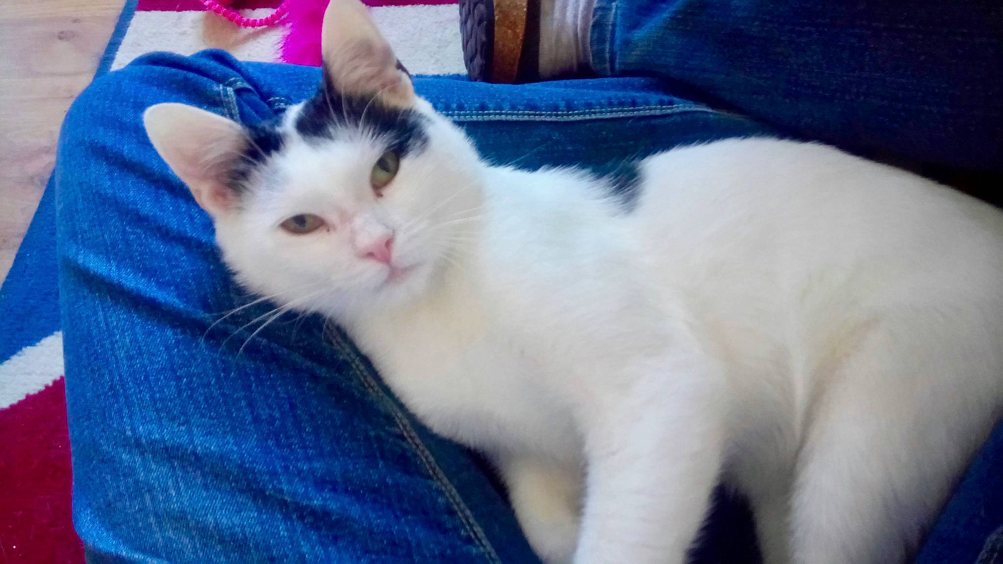 Bucky participe au concours pour gagner de l'argent avec cette photo : aegean_cat, asian, carnivore, cat, domestic_short_haired_cat, felidae, japanese_bobtail, kitten, mammal, polydactyl_cat, ragdoll, small_to_medium_sized_cats, turkish_angora, turkish_van, vertebrate, whiskers
