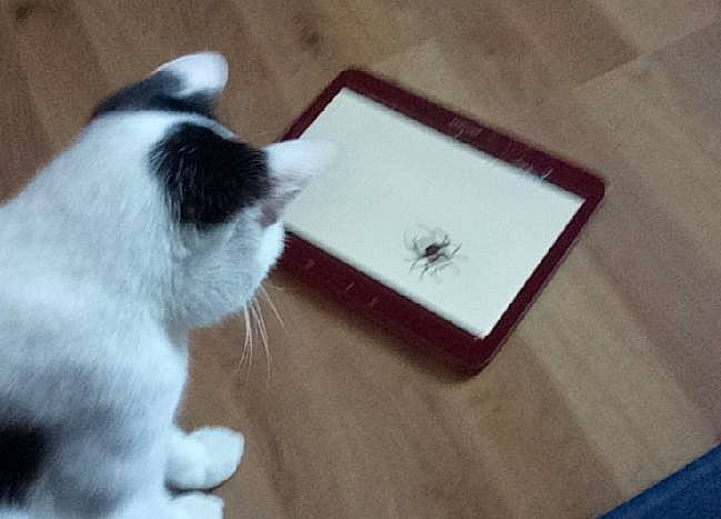 Bucky participe au concours pour gagner de l'argent avec cette photo : carnivore, cat, felidae, fur, japanese_bobtail, kitten, paw, polydactyl_cat, small_to_medium_sized_cats, snout, tail, whiskers