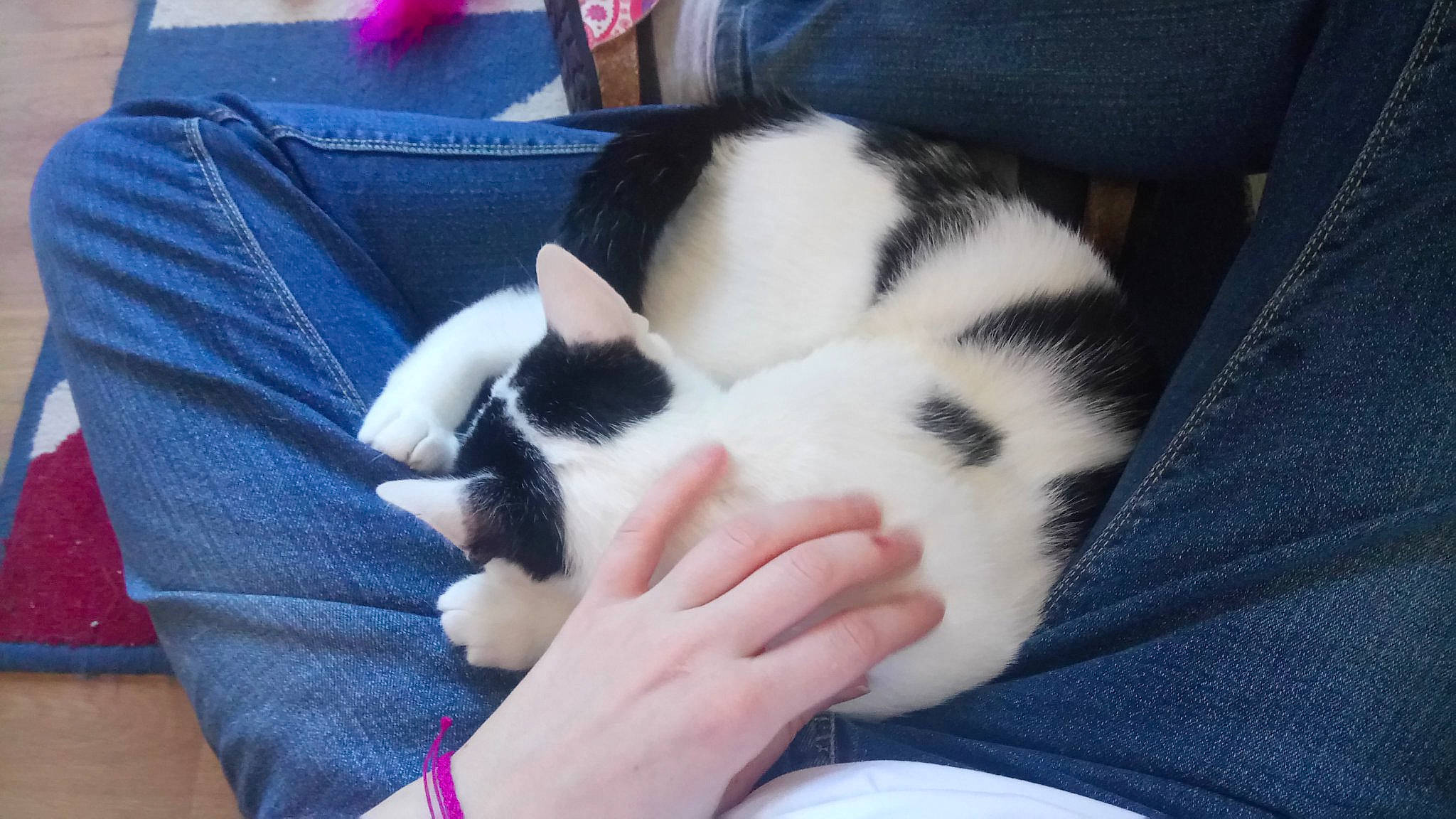 Bucky participe au concours pour gagner de l'argent avec cette photo : canidae, carnivore, cat, dog_breed, ear, felidae, kitten, leg, nap, paw, polydactyl_cat, puppy, skin, sleep, small_to_medium_sized_cats, whiskers