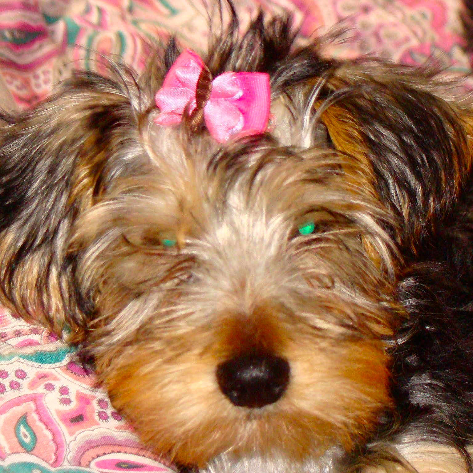 Iris