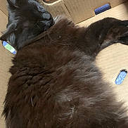 Monster is registered to the contest to win money with this photo: cat, black_cat, sleeping, fluffy, cardboard_box, indoor, pet, feline, cozy, resting, fur, animal, cute, nap, closeup, domestic_animal, whiskers, soft, relaxed, box
