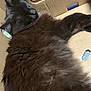 cat, black_cat, sleeping, fluffy, cardboard_box, indoor, pet, feline, cozy, resting, fur, animal, cute, nap, closeup, domestic_animal, whiskers, soft, relaxed, box