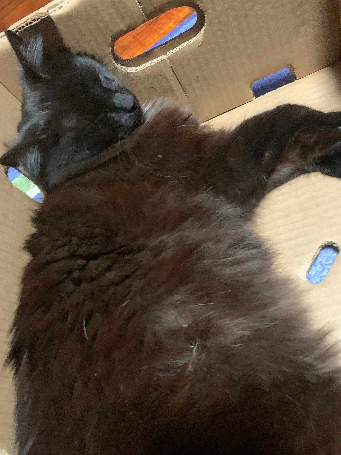 Monster is registered to the contest to win money with this photo: cat, black_cat, sleeping, fluffy, cardboard_box, indoor, pet, feline, cozy, resting, fur, animal, cute, nap, closeup, domestic_animal, whiskers, soft, relaxed, box