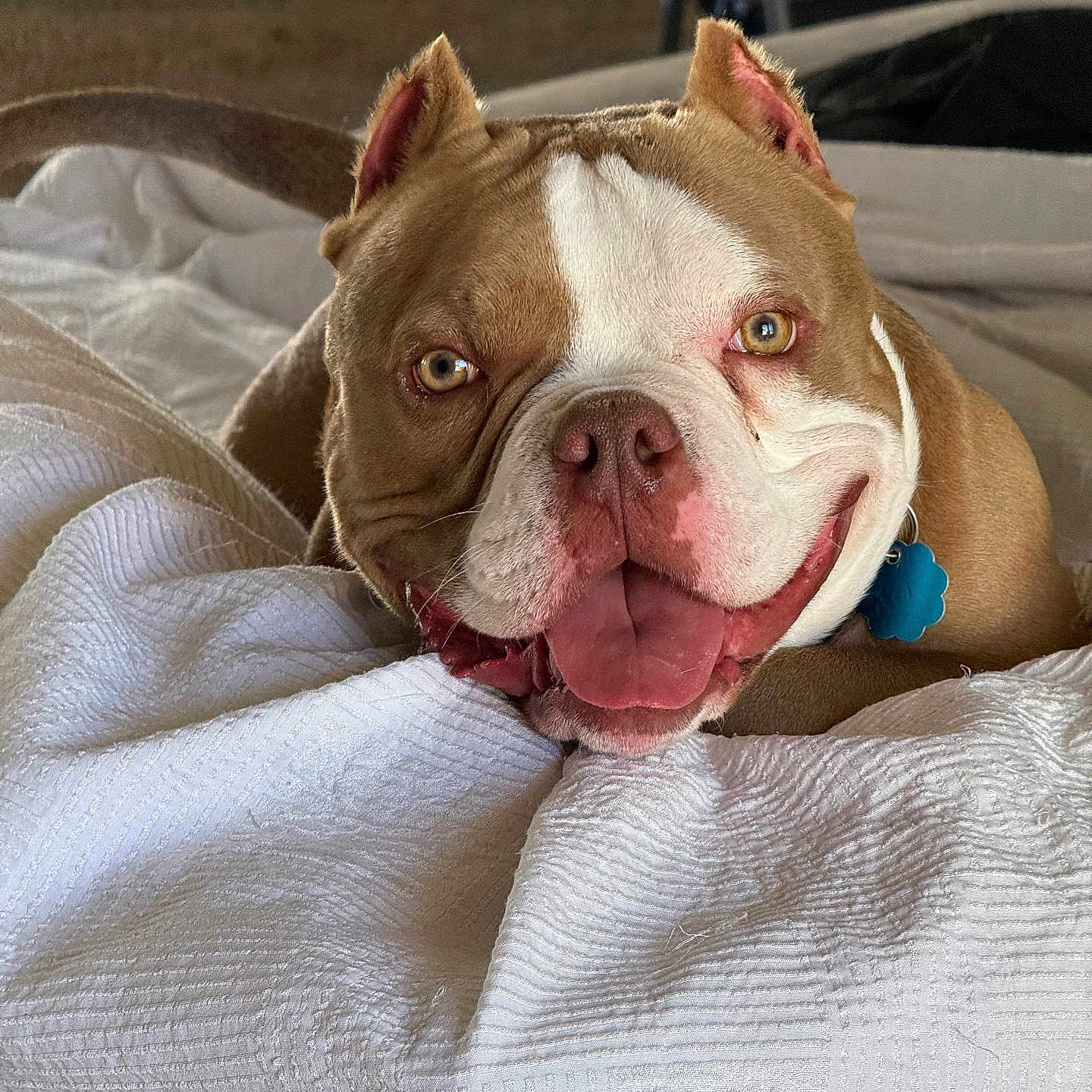 Mklane joined the competition — help win amazing prizes! bed, blanket, brown_and_white, bulldog, close_up, collar, cozy, dog, ears, eyes, happy, indoor, paws, pet, pitbull, portrait, smiling, tag, tongue_out, wrinkled_face