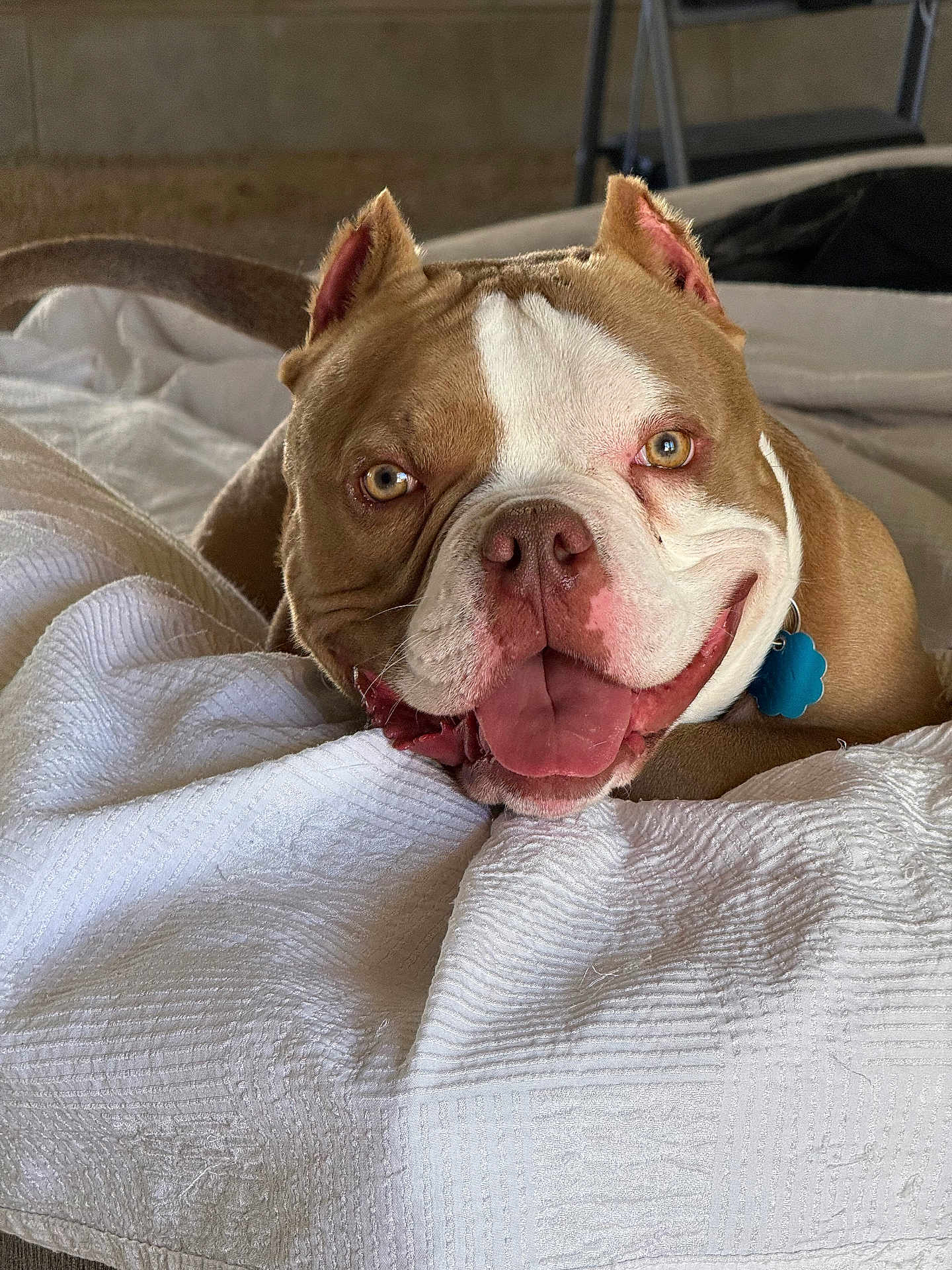 Mklane joined the competition — help win amazing prizes! dog, bulldog, pitbull, pet, tongue_out, smiling, blanket, bed, collar, tag, indoor, portrait, close_up, brown_and_white, wrinkled_face, ears, eyes, paws, cozy, happy