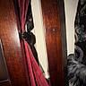 Kiu Reyna is registered to the contest to win money with this photo: cat, black_cat, curtain, wooden_chair, paw, indoor, playful, peeking, furniture, red_fabric, cozy, shadow, wall, animal, pet, mischievous, closeup, dark, texture, soft_fur