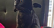 Kiu Reyna is registered to the contest to win money with this photo: black_cat, cat, pet, indoor, furniture, bed, blanket, red, black, curious, alert, tail, whiskers, ears, headboard, window, daylight, soft_light, cozy, animal